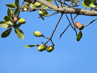木に生っているドングリはなかなか見かけませんですよね。