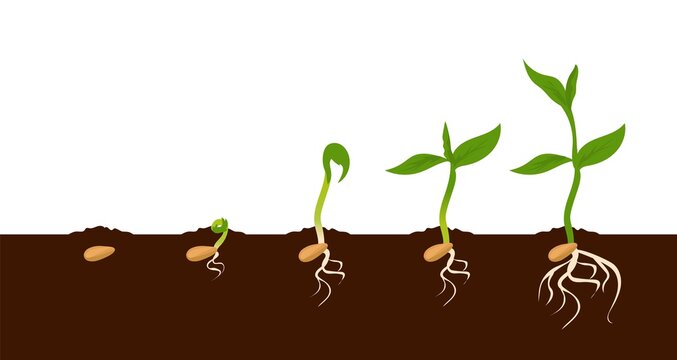 Growing plant. Sprout growth process. Steps sequence of germinating seeds for seedlings. Development cycle of vegetables in nature, appearance of roots and first leaves. Vector evolution phases set