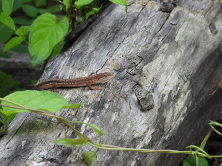 【ニホンカナヘビ】散歩途中に行き会う事が多いのですが、必ずカメラ目線で立ち止まってくれます。