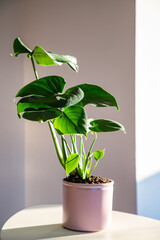 Fototapeta na wymiar monstera or split-leaf philodendron (Monstera deliciosa) in a pot growing houseplants indoors