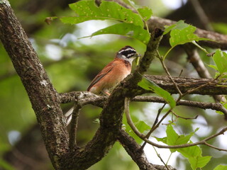 【ホオジロ】忙しそうに子育て中です。
