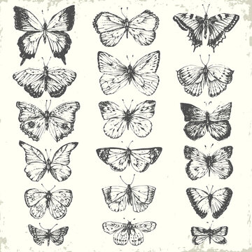 Hand drawn line art insects set.
