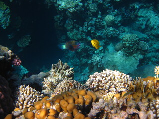 red sea, corals, fish, natural light, background, texture, bright colors, coral reef close-up,...