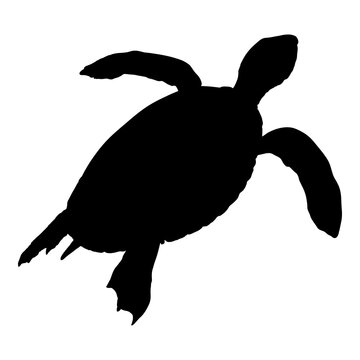 Silhouette of Sea Turtle. Vector Eretmochelys Imbricata Shade.