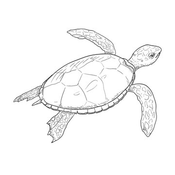 Sketch Sea Turtle. Vector Illustration of Eretmochelys Imbricata