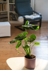 monstera or split-leaf philodendron (Monstera deliciosa) in a pot growing houseplants indoors © Melinda Nagy