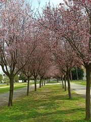 Obraz premium spring in the park