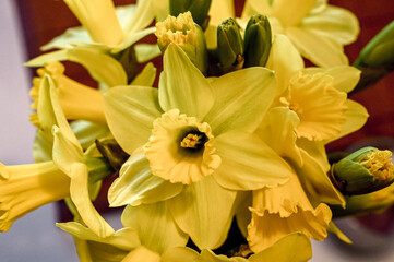 yellow daffodils