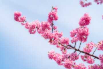 河津桜のある背景