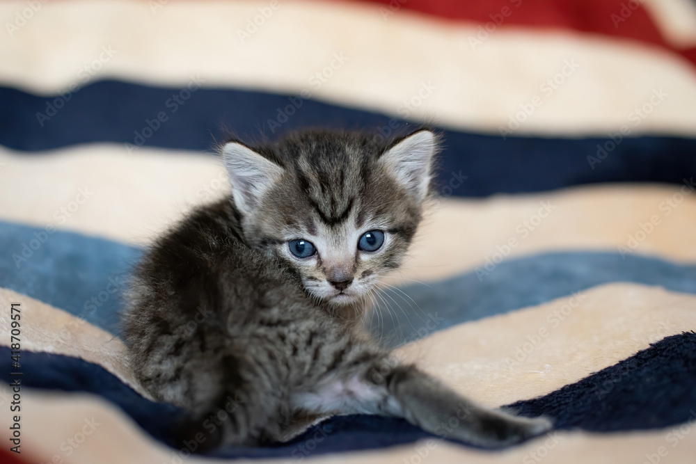 Wall mural little tabby kitten at home on a plaid.