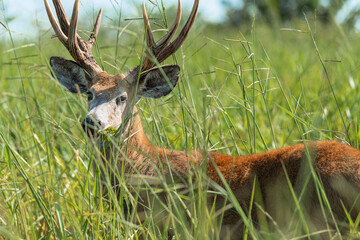 Marsh deer adult male with horns, grazing in green field with tall grass