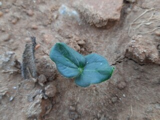 okra or lady fingers seedling growing in home garden. Okra , Abelmoschus esculentus, known in many name ladies' fingers or ochro. It is a flowering plant in the mallow family. sprout of lady fingers.