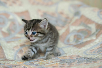 Little tabby kitten at home on a plaid.