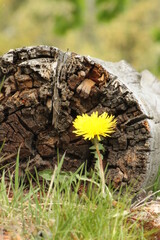 detail of a dandelion growing near an old log
