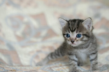 Little tabby kitten at home on a plaid.
