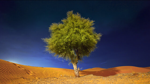 Dubai Abu Dhabi Ghaf Tree