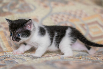 Small shorthair kitten at home on a plaid.