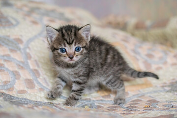 Little tabby kitten at home on a plaid.