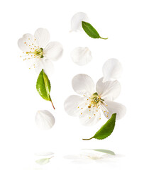 Obraz premium Beautiful sping flowers flying in the air. Levitation concept