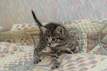 Naklejka na ściany i meble Little tabby kitten at home on a plaid.