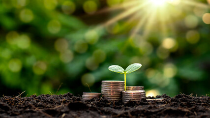 A seedling growing on a pile of coins has a natural backdrop, blurry green, money-saving ideas and economic growth.