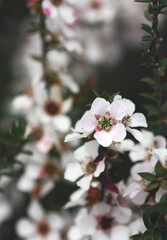 Pink and white flowers of the Peach Blossom Tea Tree, Leptospermum squarrosum, family Myrtaceae, growing in Sydney woodland, New South Wales, Australia