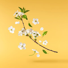 Beautiful sping flowers flying in the air. Levitation concept