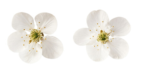 Beautiful sping flowers isolated on white background