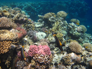Naklejka na ściany i meble red sea, corals, fish, natural light, background, texture, bright colors, coral reef close-up, underwater coral reef, ocean nature close-up