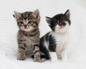 Two little domestic at home on a plaid.