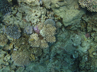 red sea, corals, fish, natural light, background, texture, bright colors, coral reef close-up,...