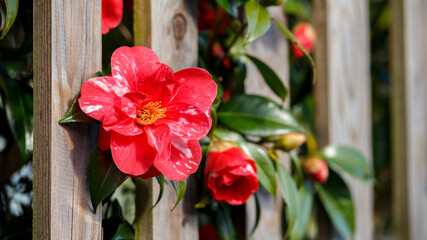 Gentle Japanese red flowers of Camellia japonica blooming in early spring garden growing through...
