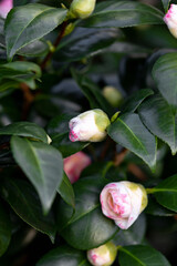 Gentle Japanese white and pink flowers of Camellia japonica blooming in early spring garden