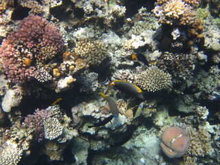 Naklejka na ściany i meble red sea, corals, fish, natural light, background, texture, bright colors, coral reef close-up, underwater coral reef, ocean nature close-up