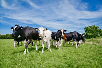 Fototapeta na wymiar Milchviehhaltung - Holstein Friesian Milchkühe in einer lockeren Formation auf der Weide, landwirtschaftliches Symbolfoto.