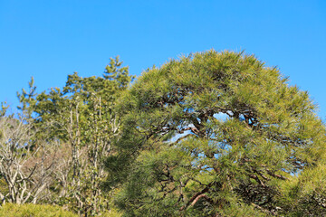 赤松　木　日本イメージ