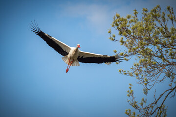 Stork flying through the air to it's nest in bird sanctuary