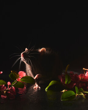 A beautiful image of Domestic black rat in front of whitw spring flowers over dark background
