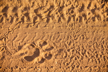 Lion spoor in the sands of the Kalahari desert.