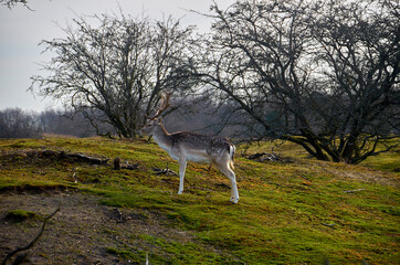 Beautiful deer in the sunny forest