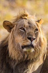 Young black-maned lion at a water hole in the Kalahari