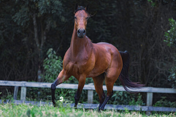 Cavalo Quarto de Milha