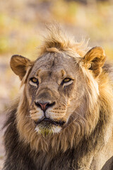 Fototapeta na wymiar Young black-maned lion at a water hole in the Kalahari