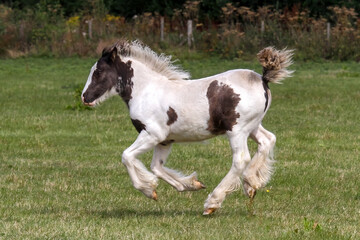 Obraz na płótnie Canvas Gypsy Cob foal