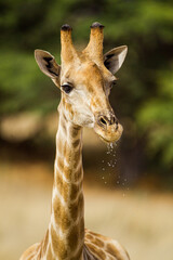 Giraffe drinking water in the Kalahari