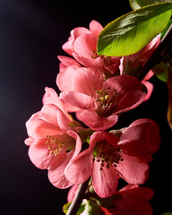 Obraz premium A beautiful image of spring pink flowers over dark background