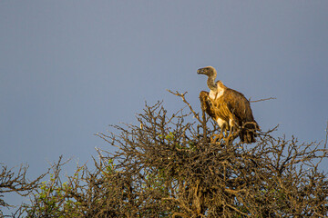 White-backed vulture sitting on top of a thorn tree in the Kalahari
