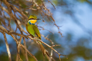 Swallow-tailed Bee-eater on a branch overlooking the road