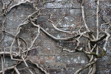 Stone wall with vines 