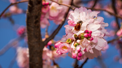 Spring in Barona - Milano